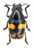 Clytrinae Gen sp23