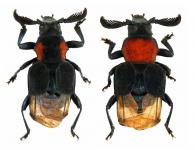 Chariea longispina   Galileo & Martins, 1990  (var.)