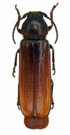 Xenambyx lansbergei  (Thomson, 1865)