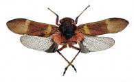 Fulgoridae Gen sp11