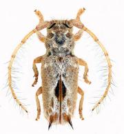 Desmiphora (Desmiphora) mirim  Martins & Galileo, 2002