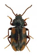 Anaedus sp1