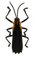 Sceloenopla guyanensis (Pic, 1929)