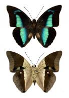 Archaeoprepona meander meander  (Cramer, 1775)