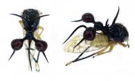 Cyphonia clavata (Fabricius,1787)