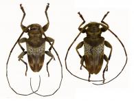 Oreodera griseozonata  Bates, 1861  ♂ & ♀