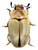 Erotylidae Gen sp 35