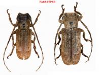 Trestoncideres santossilvai Nearns and Tavakilian, 2012 ♂ & ♀ PARATYPES