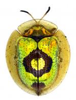 Coptocycla orbiculata ? (Champion, 1894)