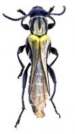 Acutiphoderes odyneroides  White, 1855 