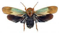 Fulgoridae Gen sp21