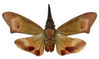Odontoptera toulgoeti Bourgoin & O’Brien