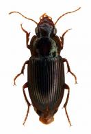 Harpalinae Gen sp3