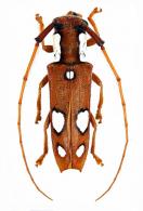 Purusiella hippomontanensis  Dalens, Touroult & Tavakilian, 2010