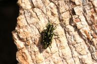 Halecia sp.