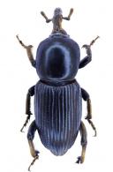 Orthognathus lividus Gyllenhal, 1838