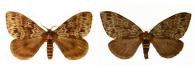 Dirphia radiata  Dognin, 1916 ♂ & ♀