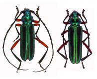 Amphionte dejeani Gounelle, 1912   ♂ & ♀