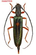 Martinsia cordigera Touroult, Dalens & Tavakilian, 2010 PARATYPE
