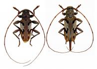Nyssodrysternum signiferum  (Bates, 1864)  ♂ & ♀