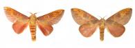 Cicia pelota (Schaus, 1905) ♂ & ♀