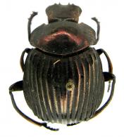 Deltochilum (Hybomidium) icarus (Olivier, 1789)