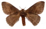 Hylesia frederici  Lemaire, 1993