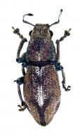 Naupactus optatus (Herbst, 1797)
