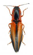 Semiotus approximatus Candèze, 1857
