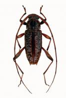 Acanthocinini Gen sp G471