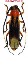 Sphallopatara cerdai Audureau & Morvan, 2019 PARATYPE