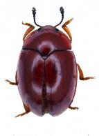 Erotylidae Gen sp 50
