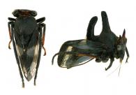 Biturritia sp1