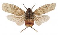 Japetus lichenus Bleuzen & Porion, 2004