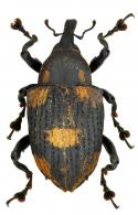 Cratosomus dejeanii  Gyllenhal 1837
