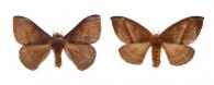 Hylesia haxairei  Lemaire, 1988  ♂ & ♀