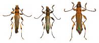 Odontocera colon (Bates, 1870) ♂ var. & ♀