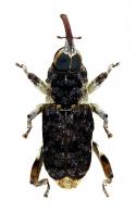 Conoderinae Gen sp64
