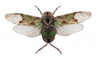 Fulgoridae Gen sp17