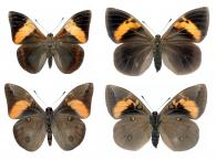 Brassolis sophorae sophorae (Linné,1758) ♂ & ♀