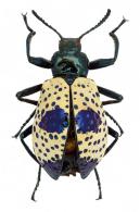 Cuphotes immaculipes (Thomson, 1859)