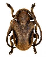 Tucales franciscus   (Thomson, 1857)