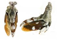 Hypsoprora sp2