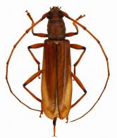 Urimaso limpidus  Martins, 2005