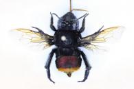Eufriesea auripes (Gribodo, 1882)