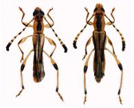 Rhinotragini Gen sp G477  ♂ & ♀