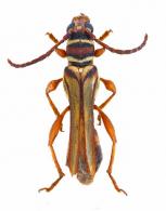 Odontocera fasciata  (Olivier, 1795)