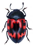 Iphiclus (Neobarytopus) ramosus Olivier, 1807