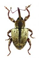 Conotrachelus sp2