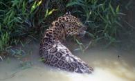 Animaux